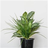 PLANT IMAGE ZEBRA MIX TAMBOUR POT